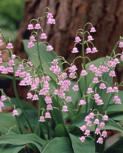 Convallaria Majalis rosea6
